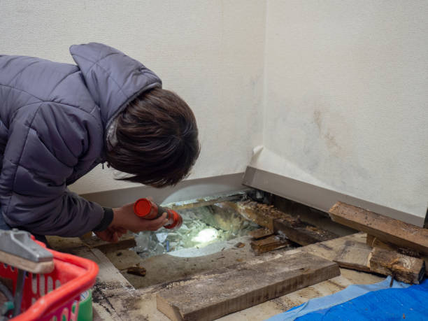 Best Mold Odor Removal Services  in Stayton, OR